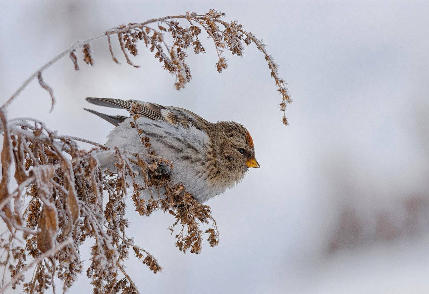 птица чечётка, Руслан Сигушин