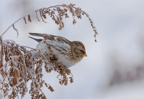 Чечётка на морозе