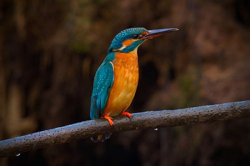 В зимнем сумраке Петербурга.
