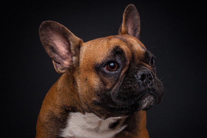 портрет, студия, собака, бульдог Майк фото превью