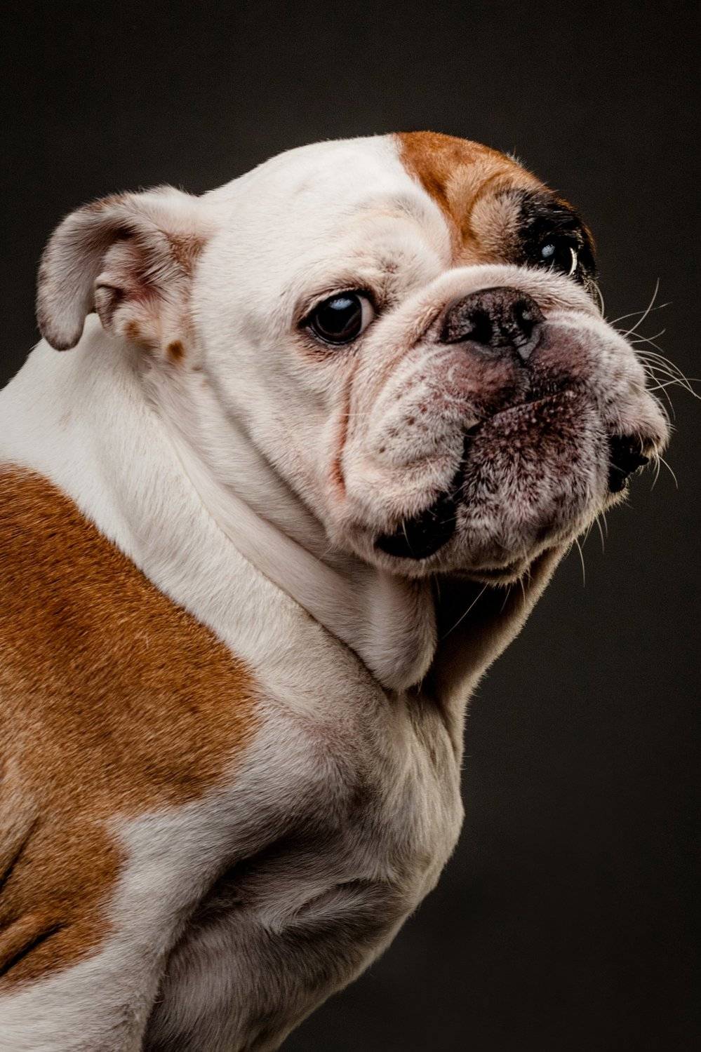 портрет, студия, собака, бульдог, Евгений Дёгтев