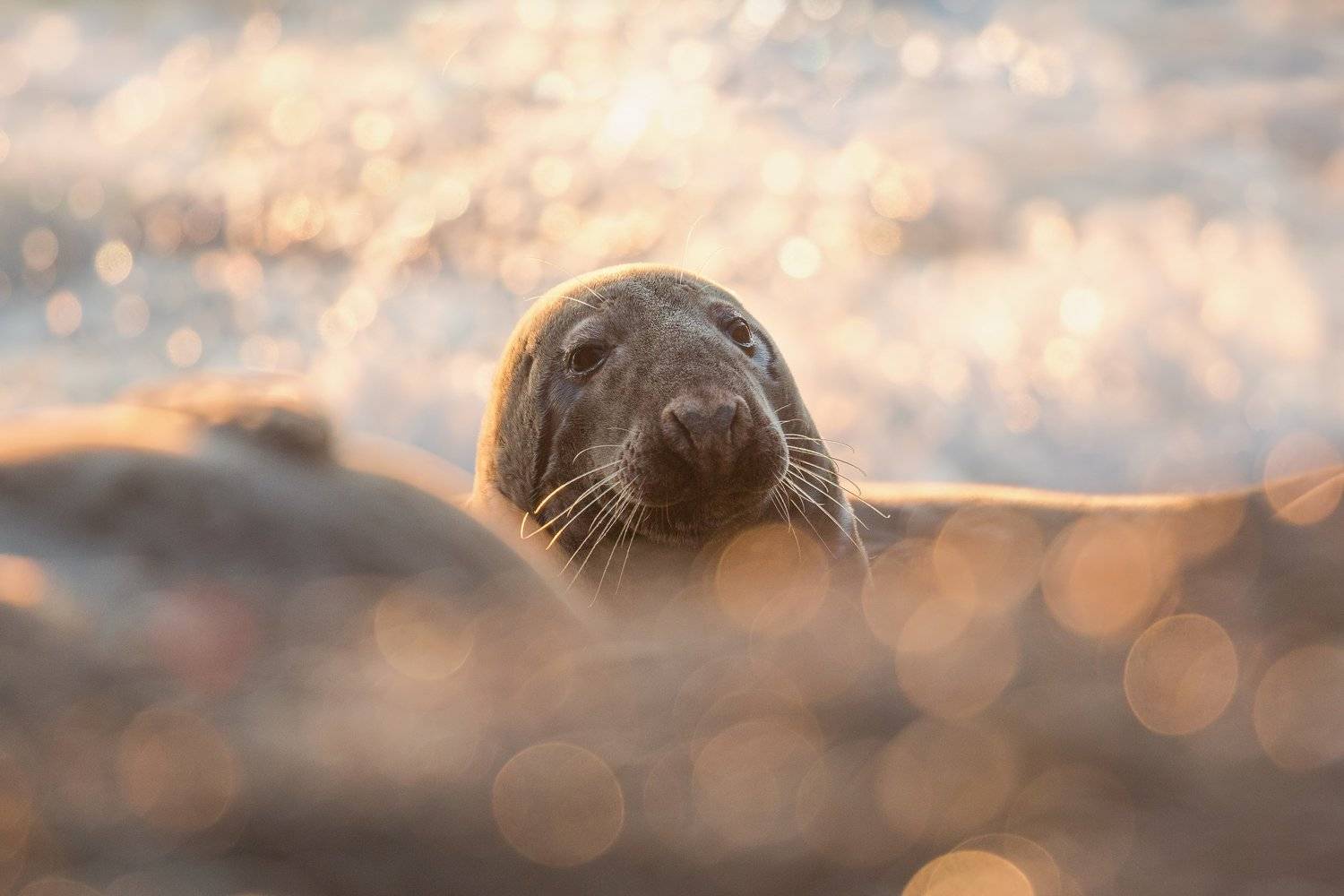 , Marcin Kaczmarkiewicz