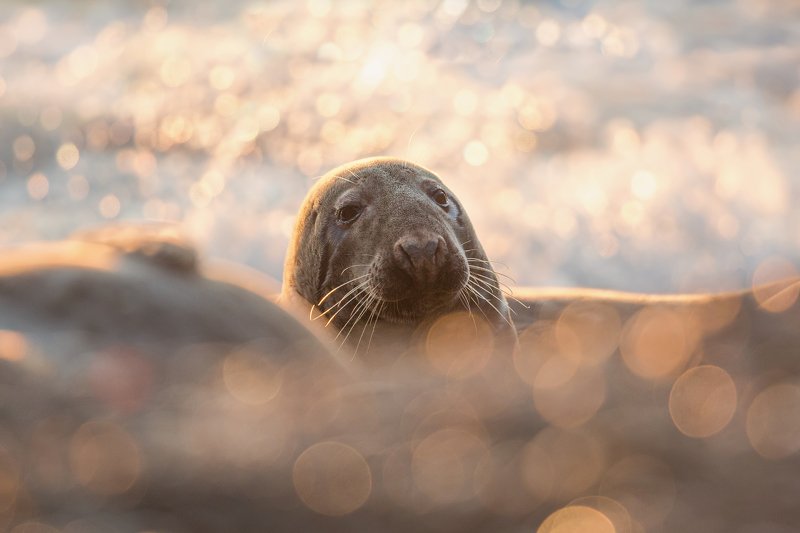 Foka szara фото превью