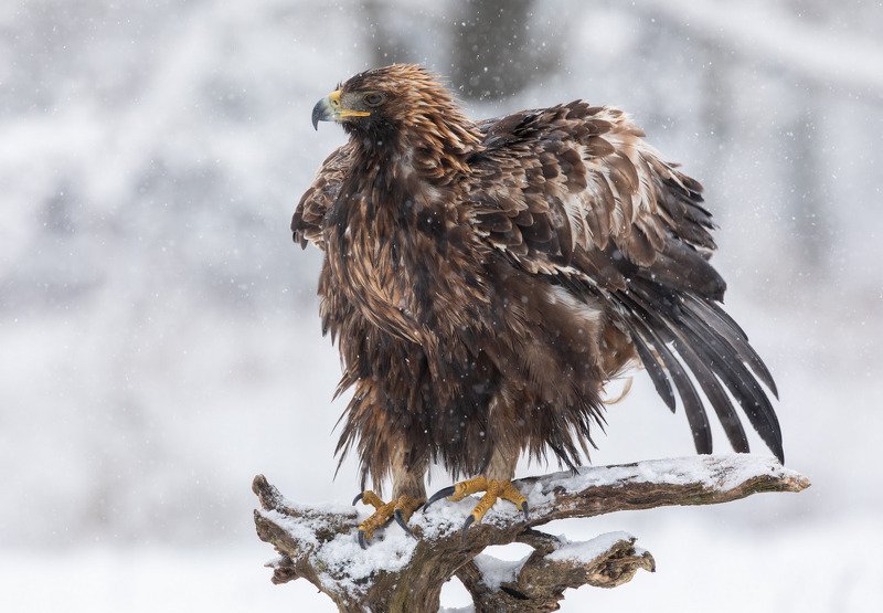 беркут, птицы, хищник, снег, Перезагрузка фото превью