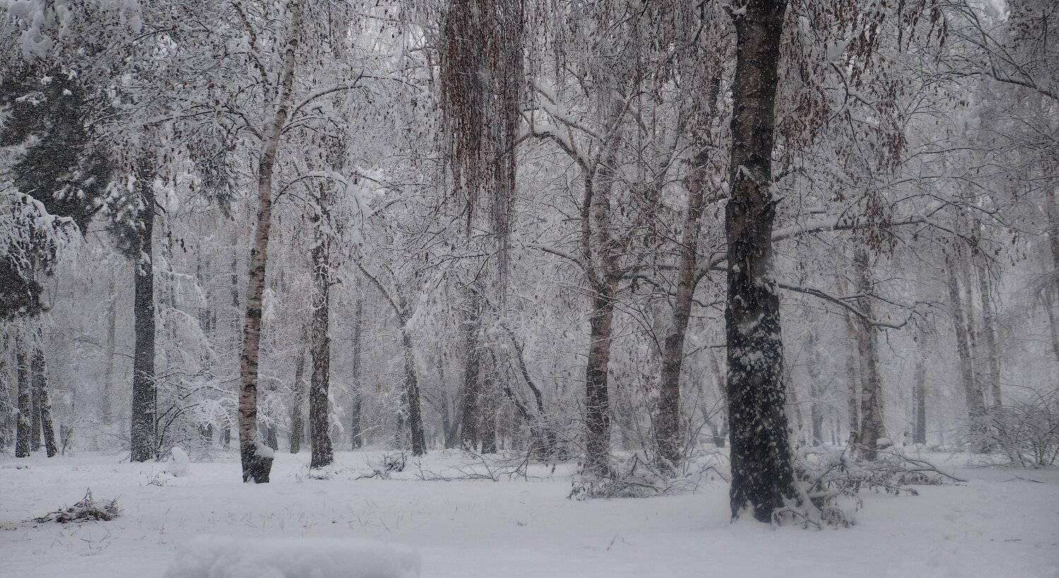 , Владимир Осауленко