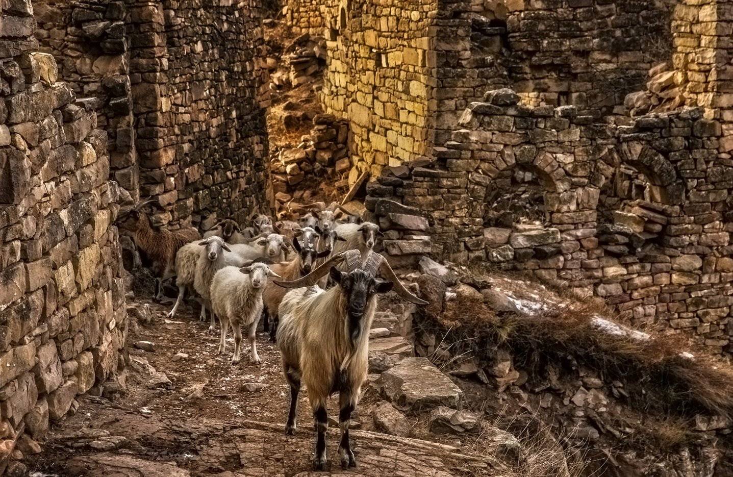 аул,развалины,отара,козлы,овцы, горы,дагестан,, Marat Magov