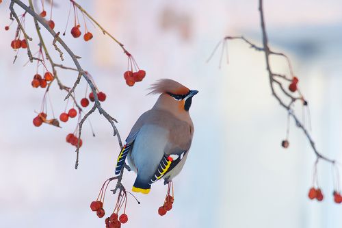 Зимняя акварель из Сибири.