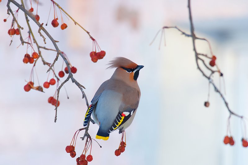 акварель,  сибирь,  птицы,  зима Зимняя акварель из Сибири. фото превью