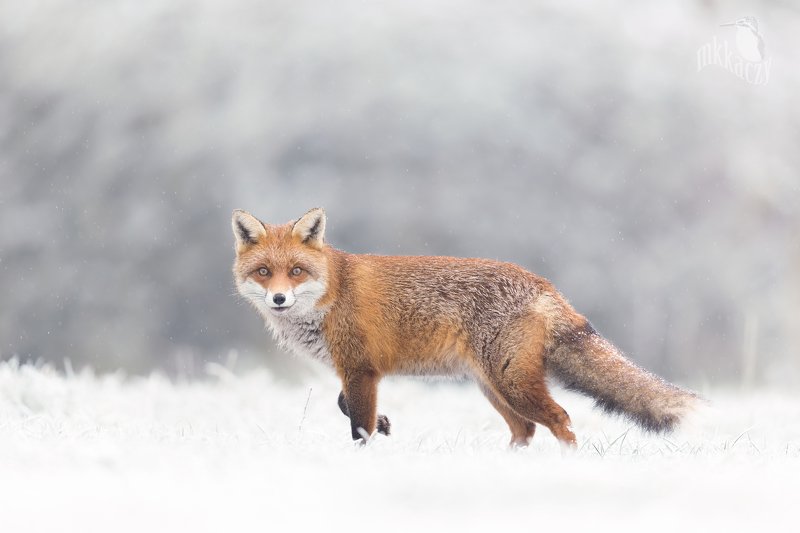 Snowy fox фото превью