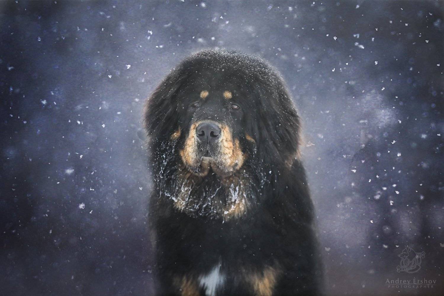 , Андрей Ершов