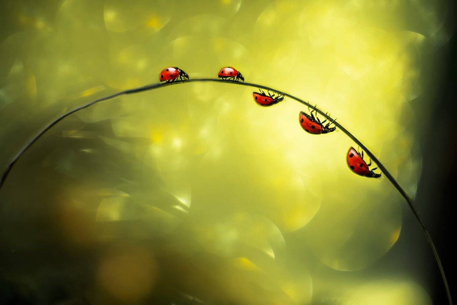 божья коровка, Анастасия Думинская