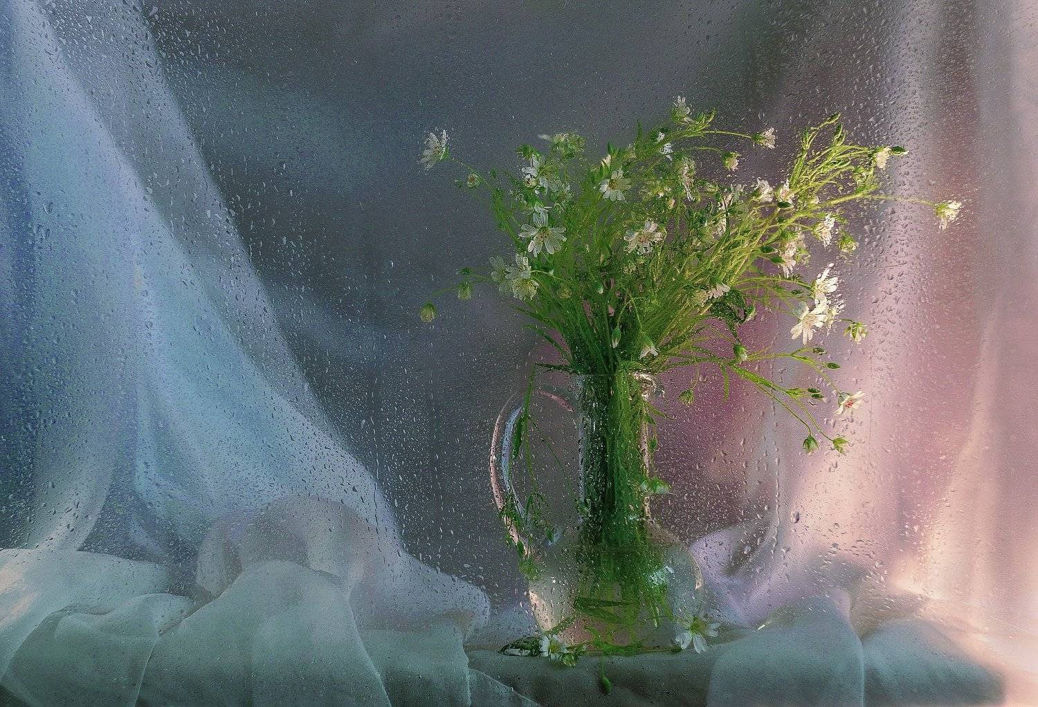 , Светлана Сушкевич