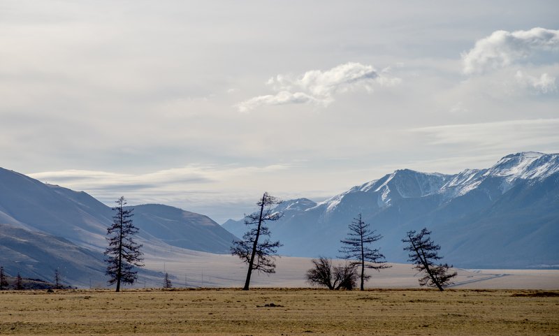 Курайская степь фото превью