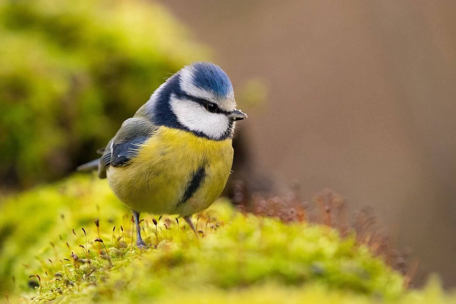 , Robert Adamec