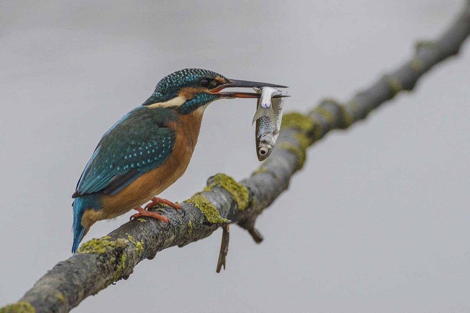 птица, зимородок, Михаил Агеев