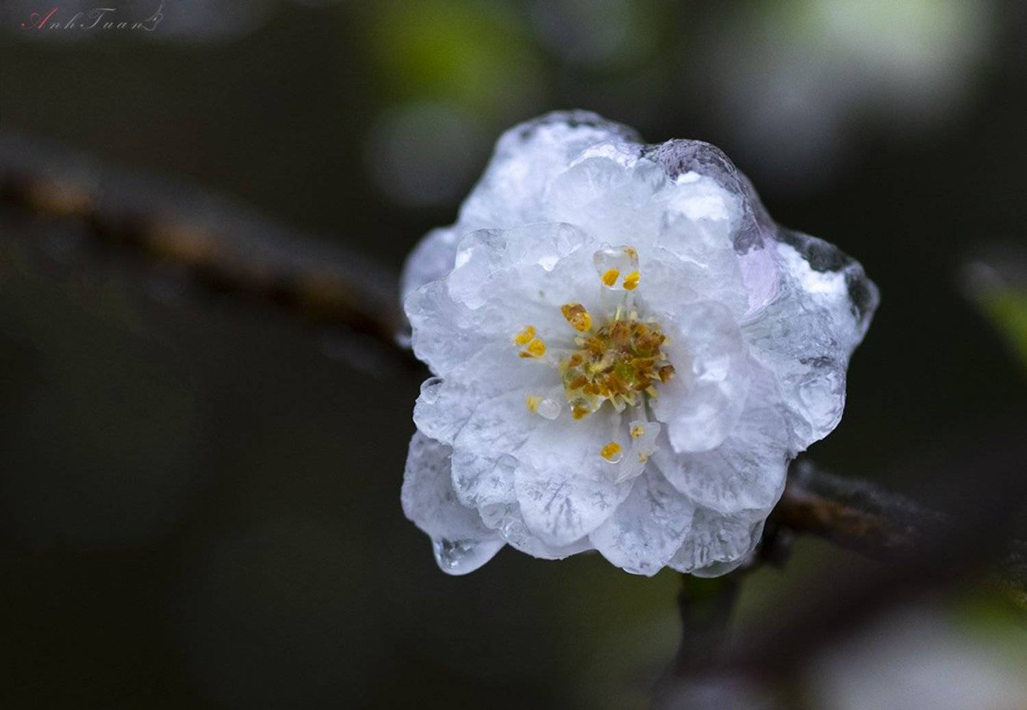 #sellingphoto.#macro.#flowers in ice, Tuan Guitare