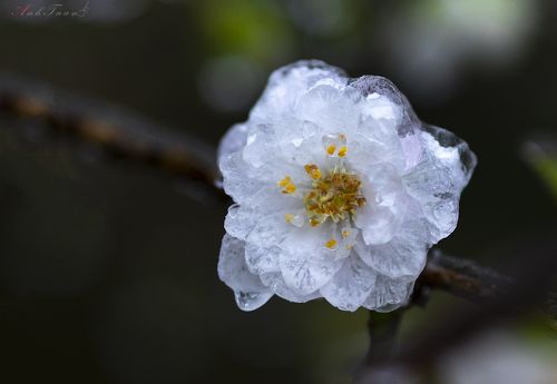 flowers in ice