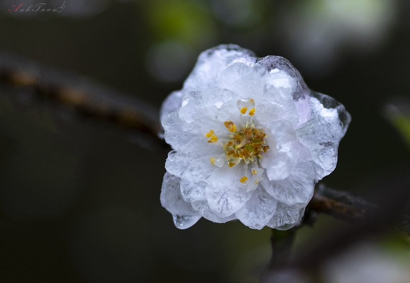 #sellingphoto.#macro.#flowers in ice flowers in ice фото превью