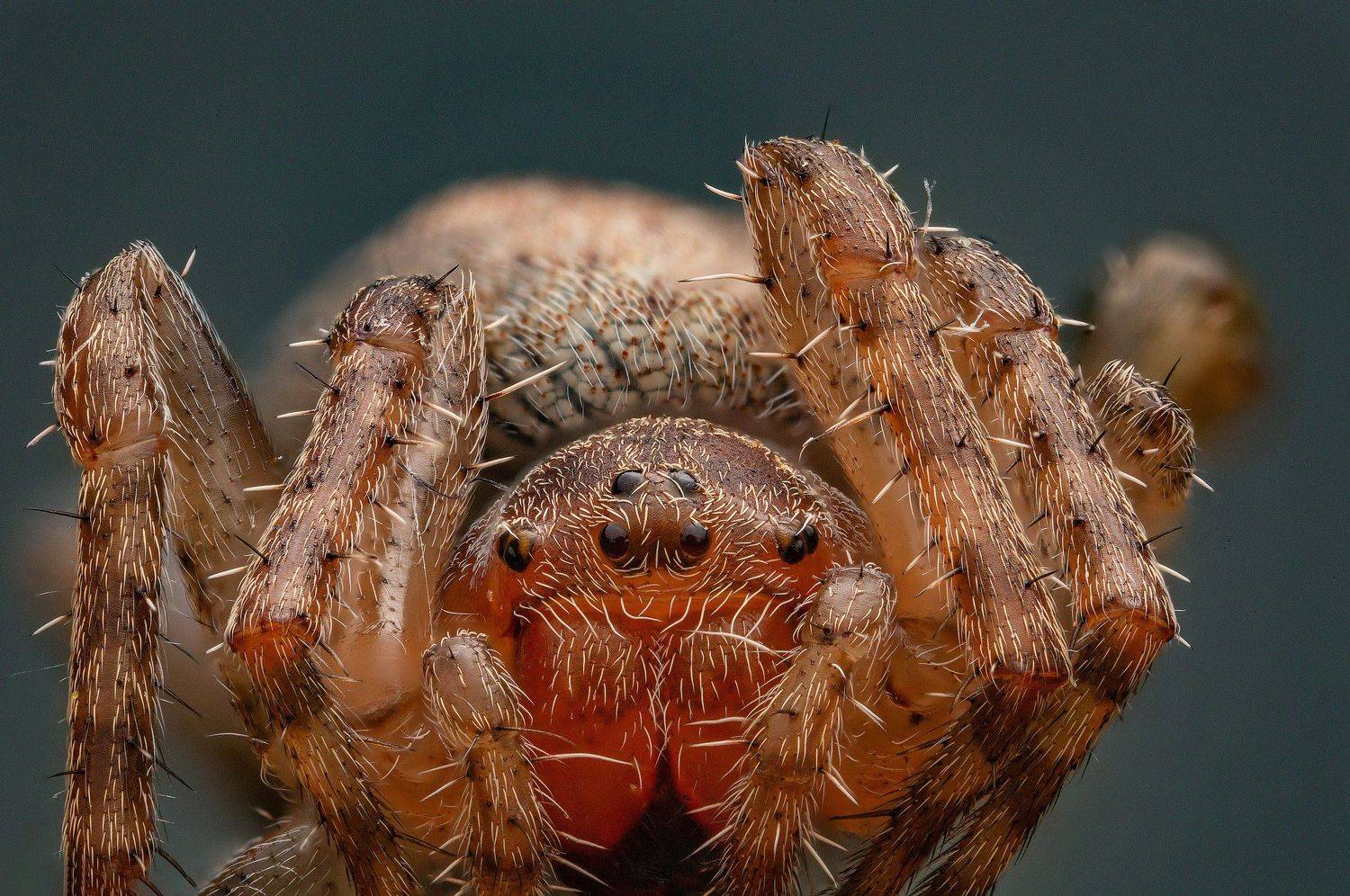 , Иван Радьков