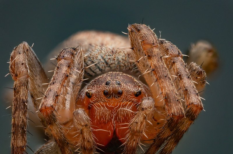 Паук фото превью