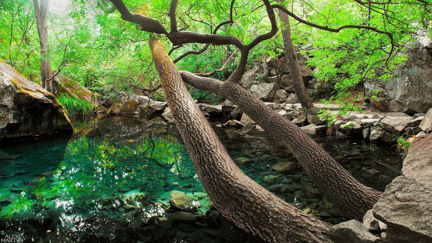 пруд, воронцовский, парк, вода, отражение, чистота, прозрачность, воздух, свет, зеленый, Александр Мартынов