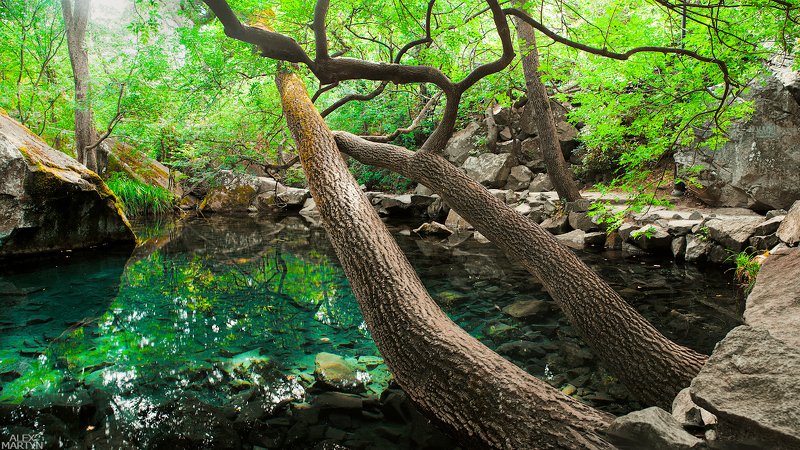 пруд, воронцовский, парк, вода, отражение, чистота, прозрачность, воздух, свет, зеленый Тишина фото превью