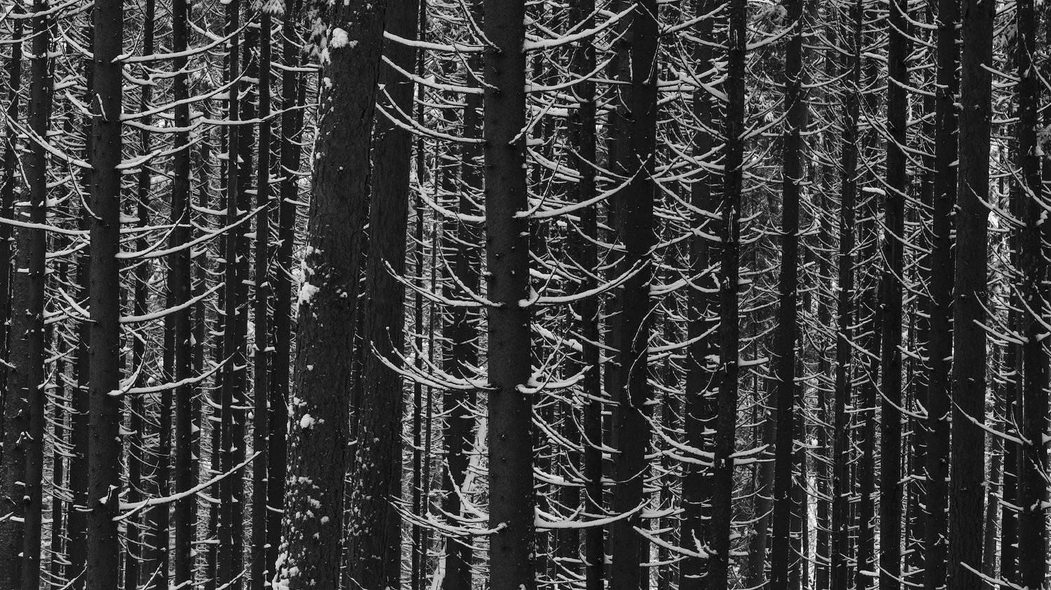 , Михаил Кушнер