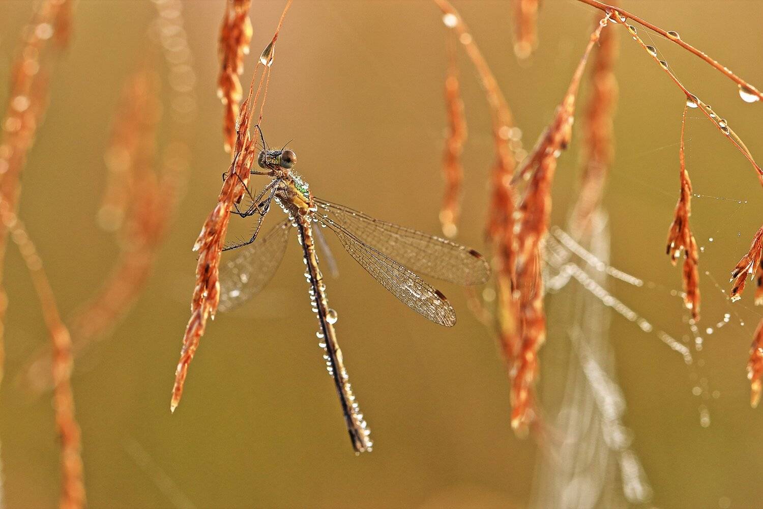 , Олег Резенов