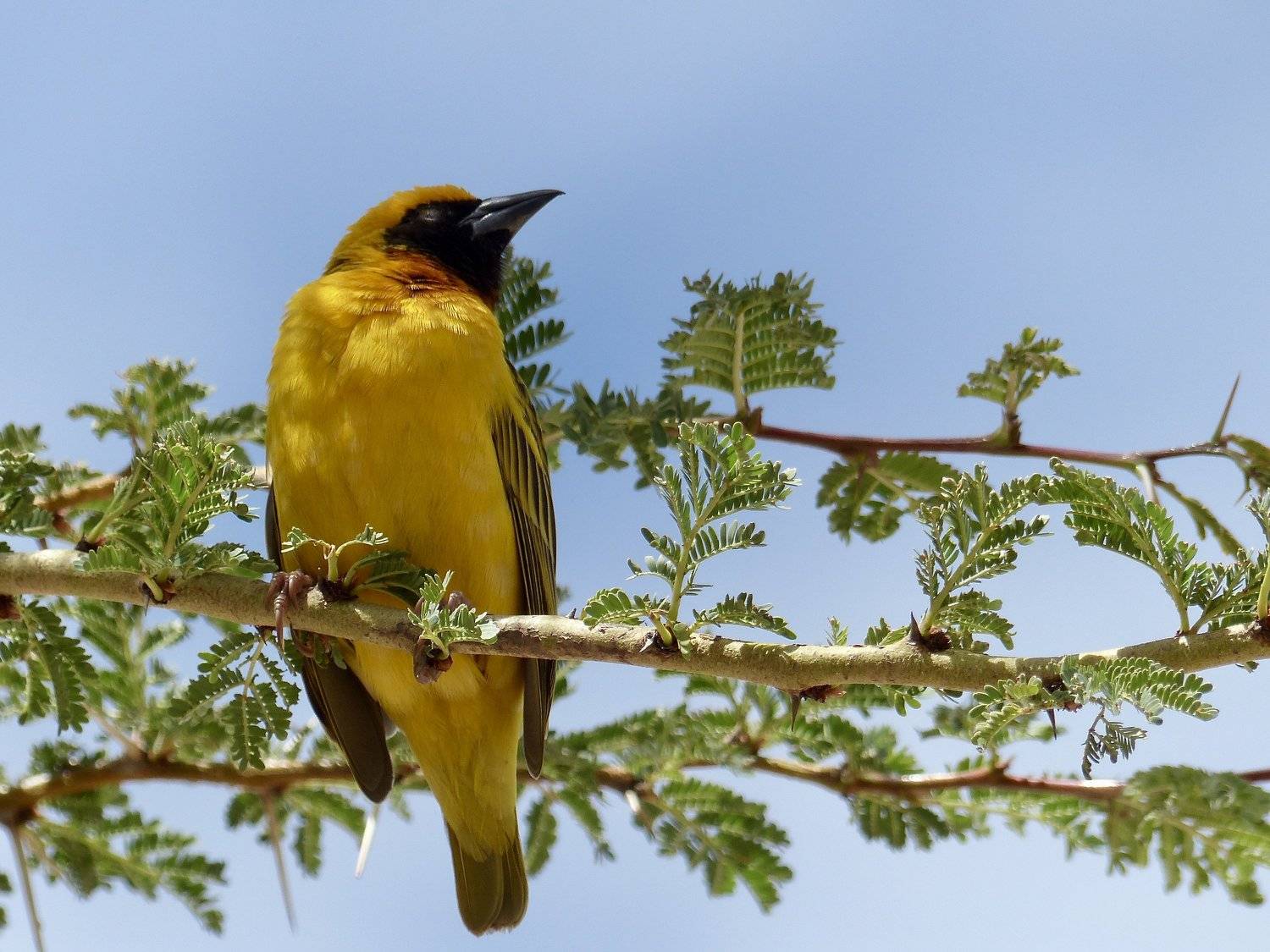 animals, birds, weaver, Africa, Kenya, fauna, yellow, colors, tree, nature, travel, Masai Mara, light, , Svetlana Povarova Ree