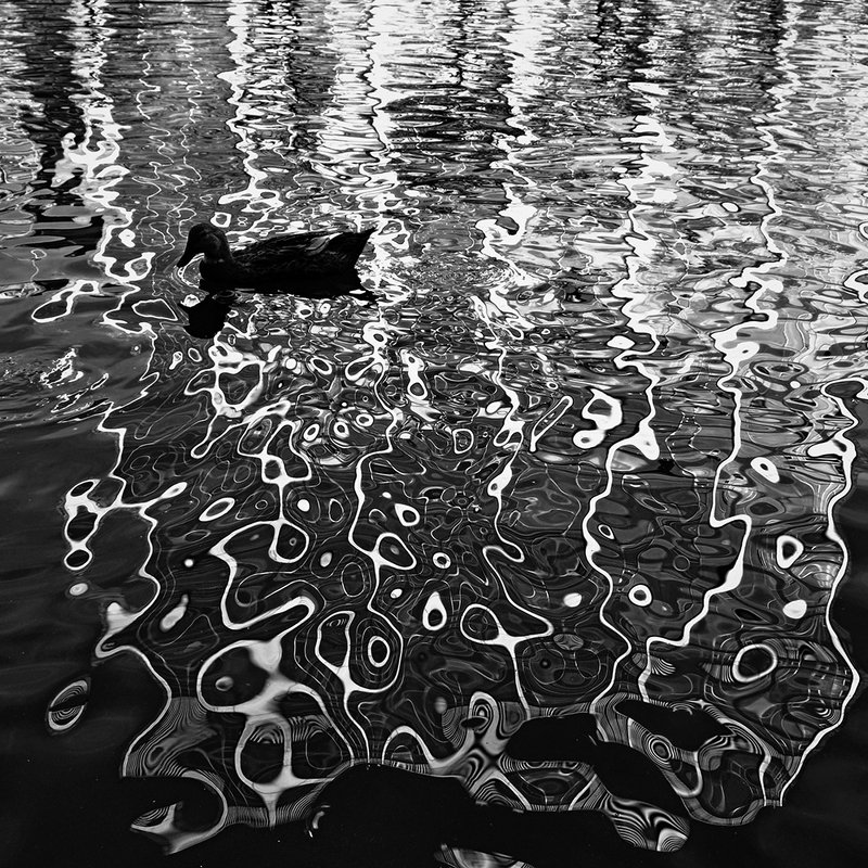 Duck фото превью