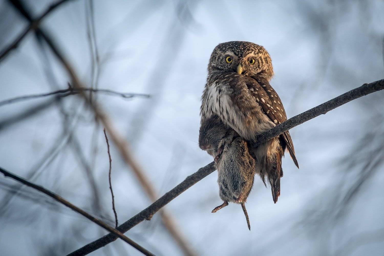 воробьиный сыч, Андрей Костромин