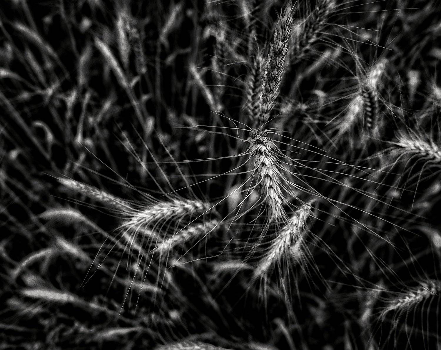 пшеница, поле, чернобелое, Владимир Яськив