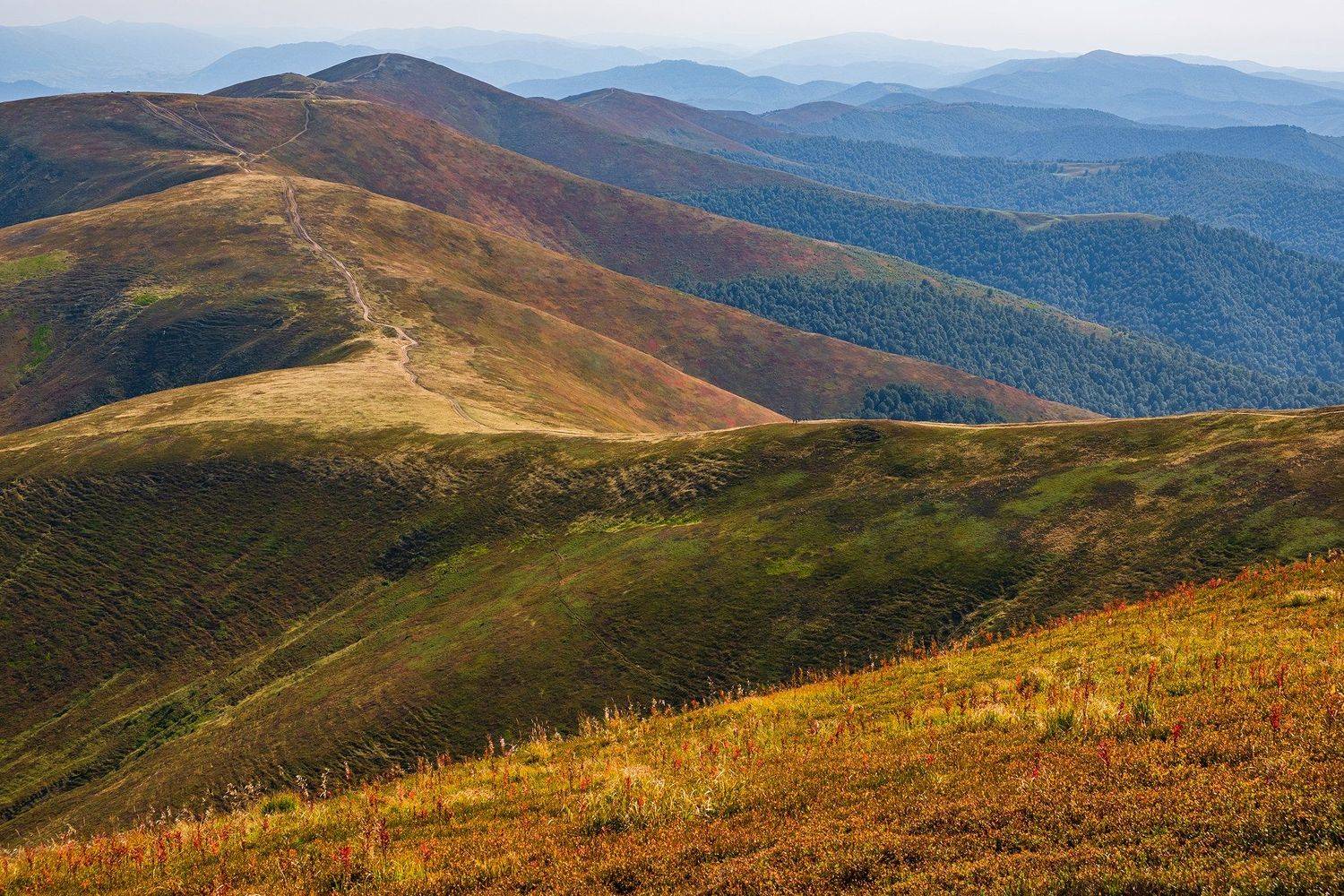 горы осень полонина Карпаты, Stanislav Yendrek