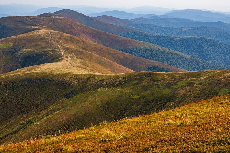 горы осень полонина Карпаты Осень на полонине фото превью