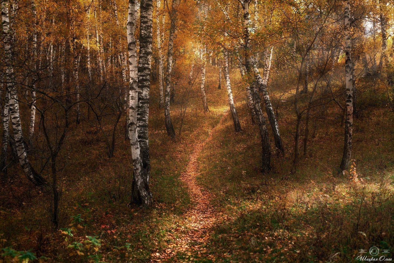 #осень, #фотографшацкаяольга, #алтай, #березы, #золотаяосень, Ольга Шацкая