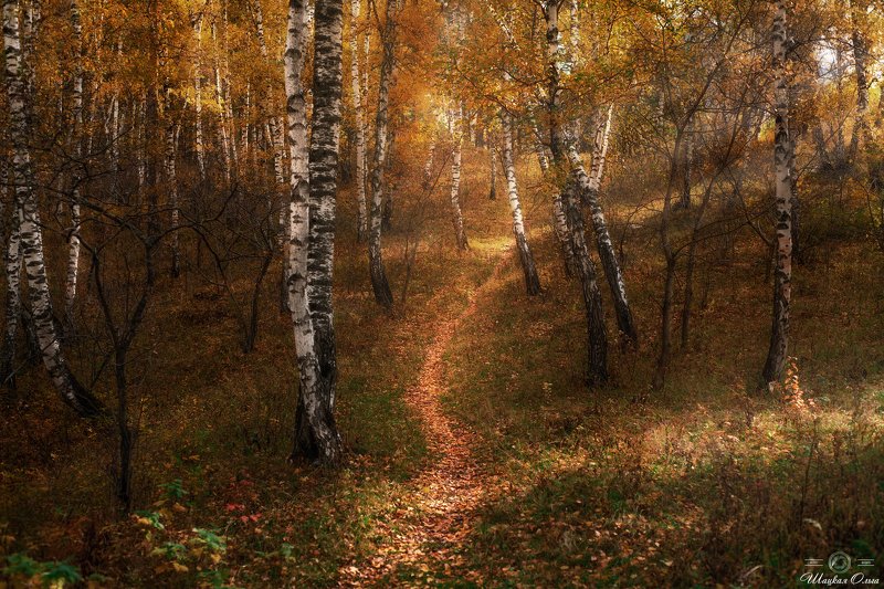 #осень, #фотографшацкаяольга, #алтай, #березы, #золотаяосень  фото превью