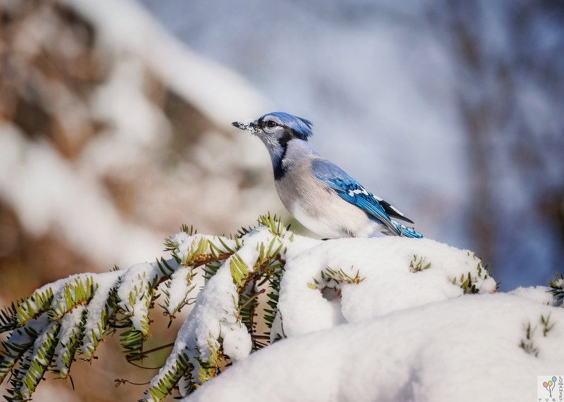 Blue jay фото превью