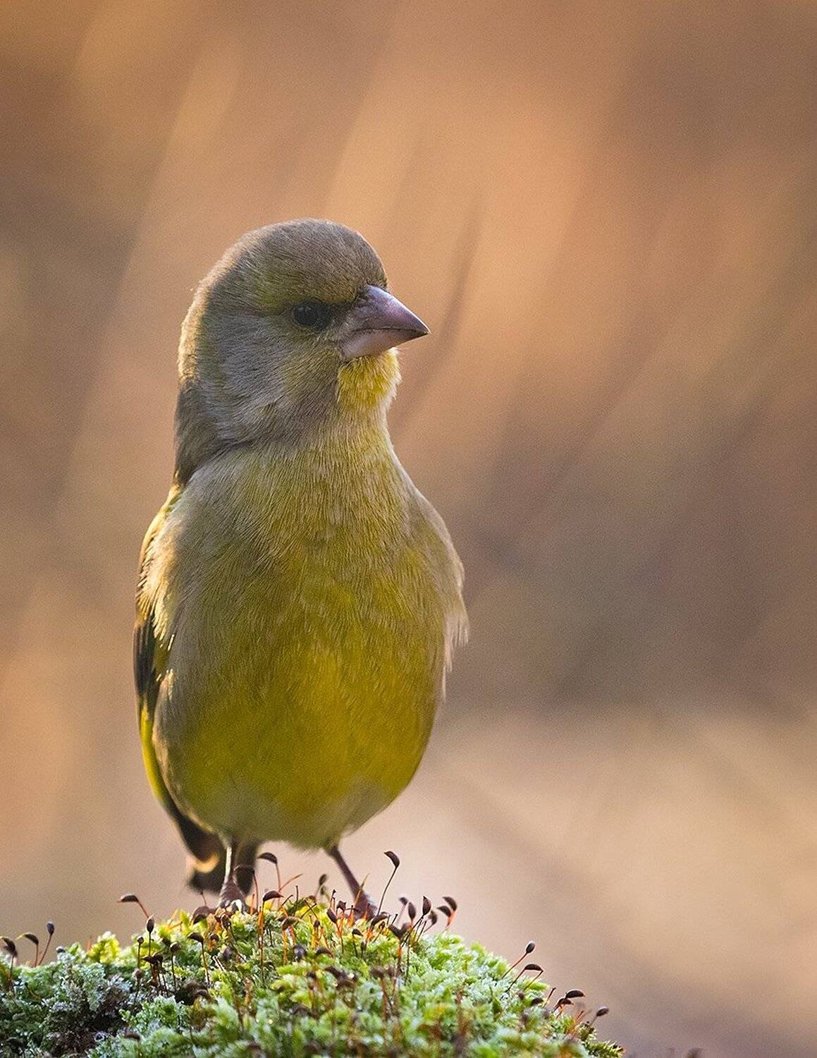 , Robert Adamec