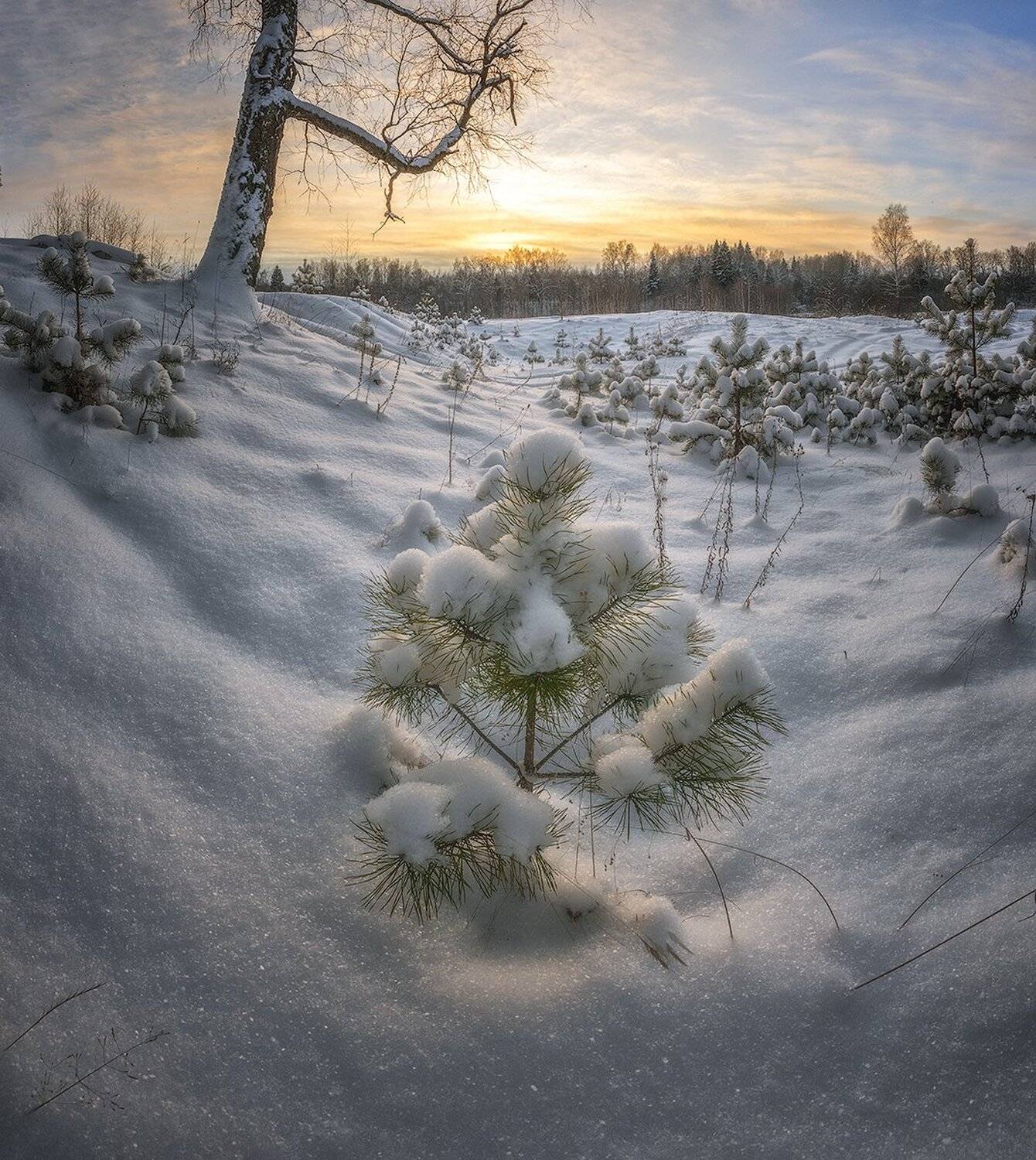 , Николай Андреев