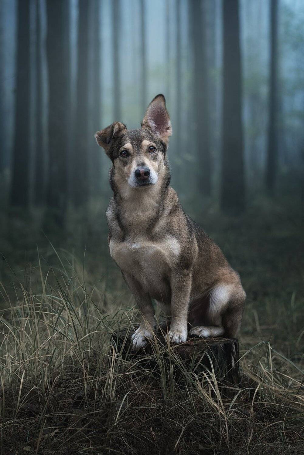 собака, Евгений Крутиков