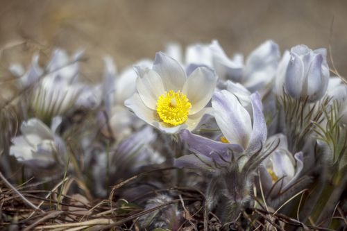 Букеты первоцветов