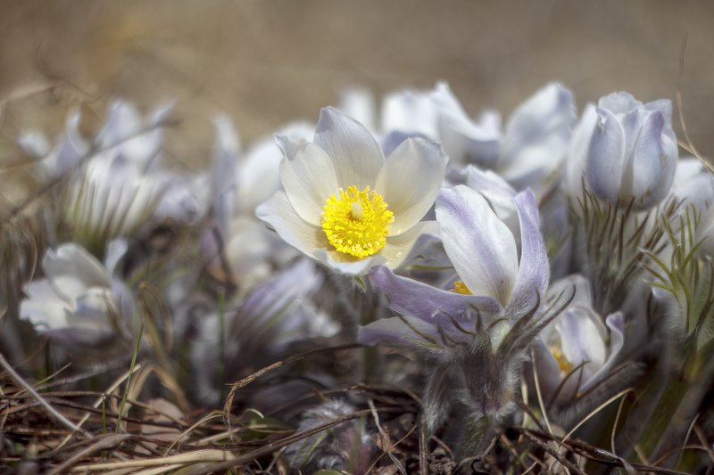 макро, цветы, весна, гелиос Букеты первоцветов фото превью