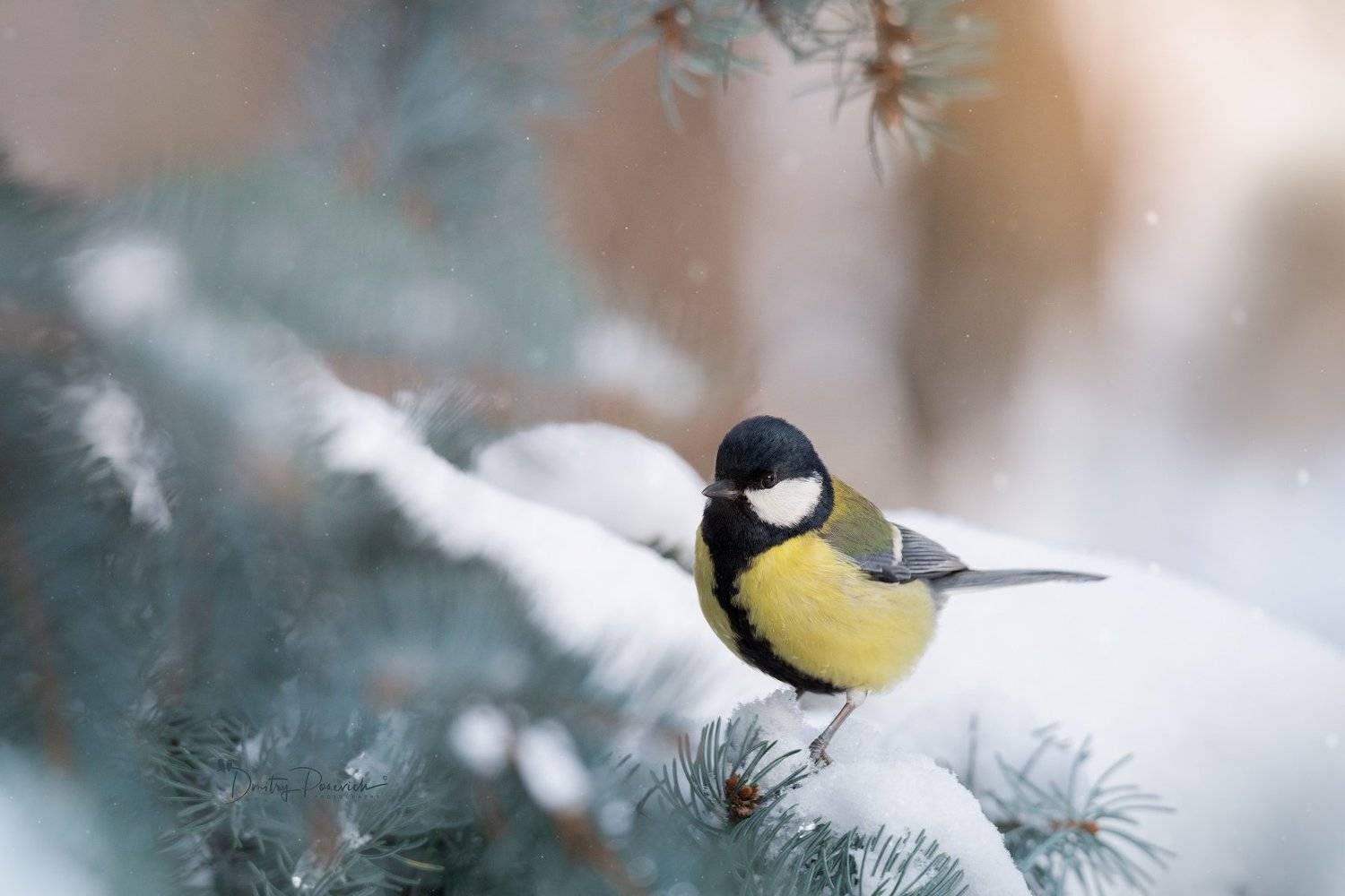 природа, лес, поля, огороды, животные, птицы, макро, Дмитрий Посевич