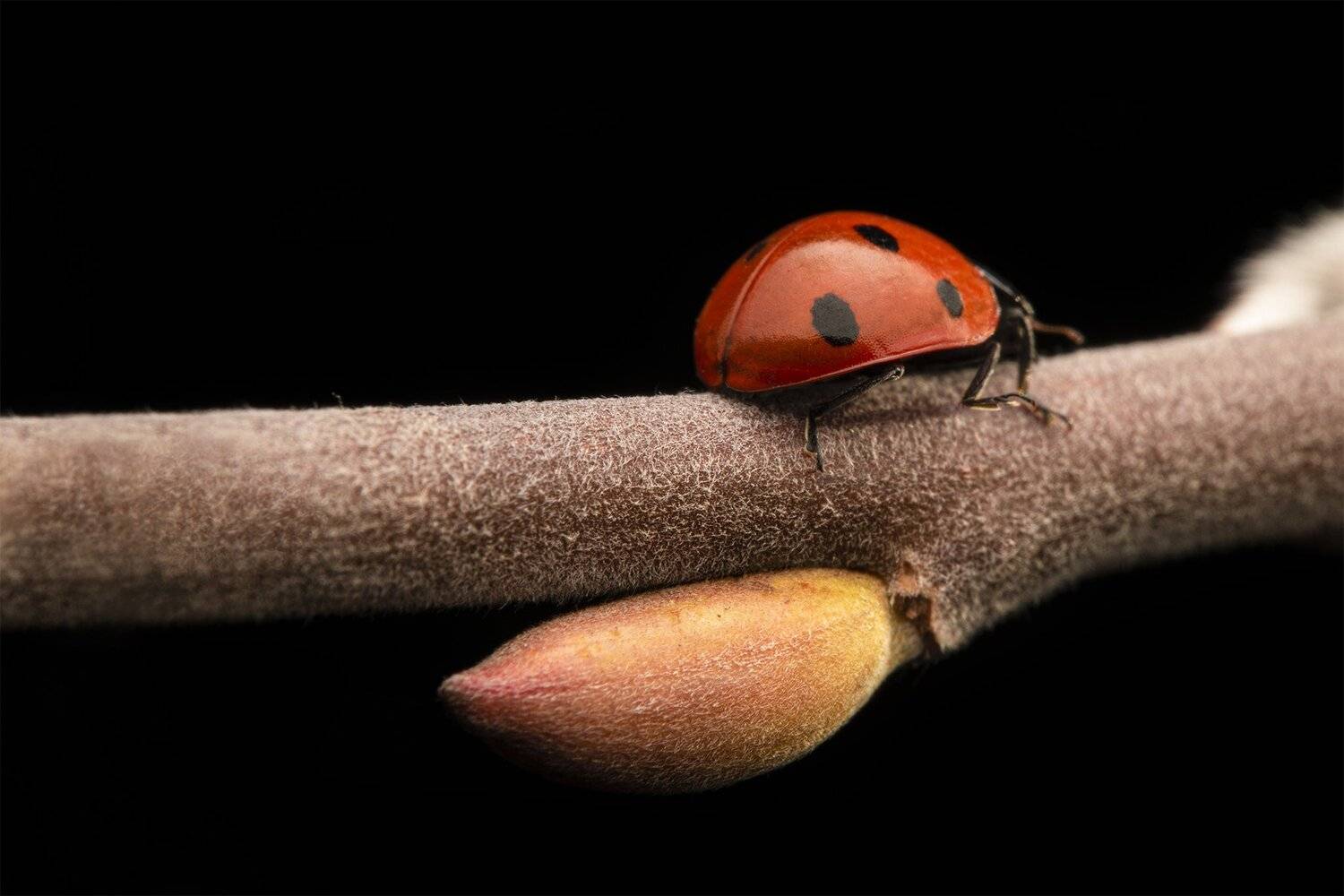 ceclii, macro, nikon d5600, raynox_dcr250, Tsvetan Ganev