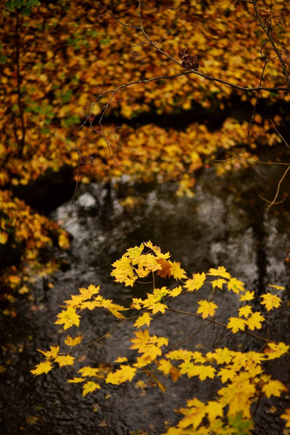 , Владимир Леликов-Кузьменко