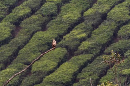 High perch