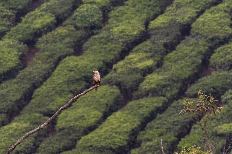 wildlife, nature, birds High perch фото превью