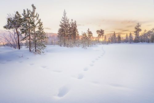 Полярный день, Мурманская область