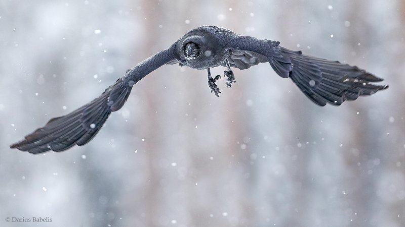 Ворон фото превью