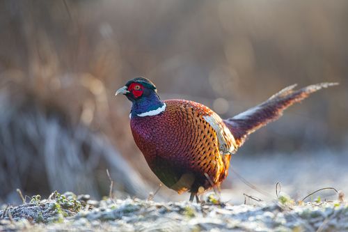 Rooster pheasant